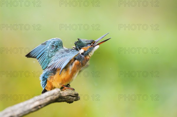 Common kingfisher (Alcedo atthis) sitting on an old wooden branch shaking its body in late summer,