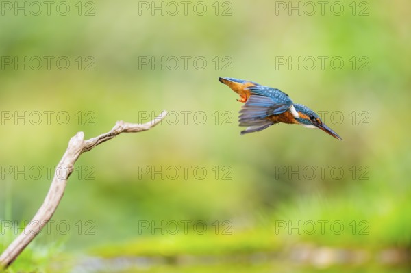 Common kingfisher (Alcedo atthis) flying into the water hunting for fish in late summer, wildife,
