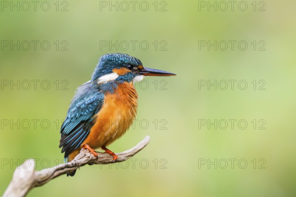 Common kingfisher (Alcedo atthis) sitting on an old wooden branch in late summer, wildife, Bavaria,