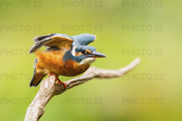 Common kingfisher (Alcedo atthis) flying away from an old wooden branch in late summer, wildife,