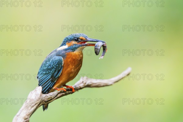 Common kingfisher (Alcedo atthis) sitting on an old wooden branch eating his fresh cought fish in