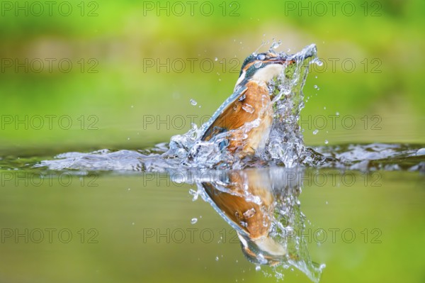 Common kingfisher (Alcedo atthis) flying out of the water with a fresh cought fish in his beak in