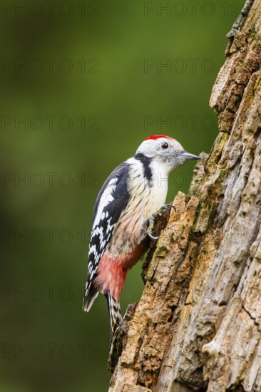 Middle spotted woodpecker (Dendrocoptes medius) sitting on an old wrotten tree trunk in late