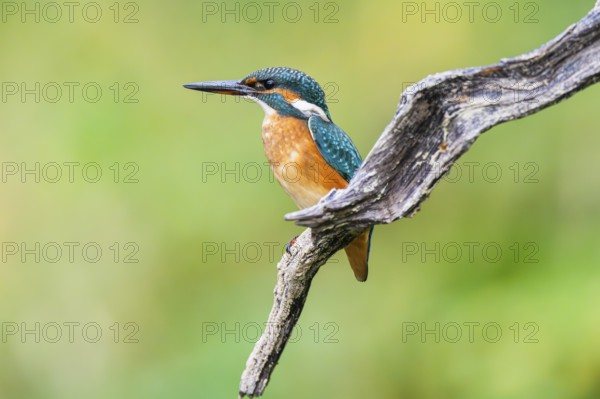 Common kingfisher (Alcedo atthis) sitting on an old wooden branch in late summer, wildife, Bavaria,