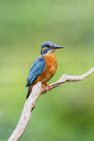 Common kingfisher (Alcedo atthis) sitting on an old wooden branch in late summer, wildife, Bavaria,