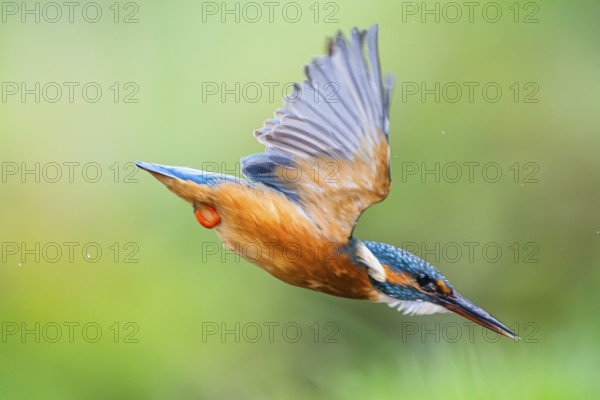 Common kingfisher (Alcedo atthis) flying into the water hunting for fish in late summer, wildife,