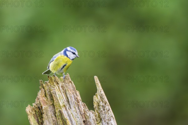 Eurasian blue tit (Cyanistes caeruleus) sitting on an old wrotten tree trunk at a swamp, Bavaria,