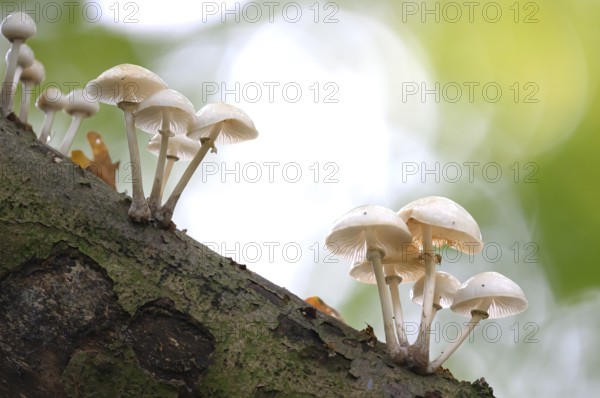 White mushrooms growing decoratively on a piece of tree bark, beech slime fungus, ringed slime