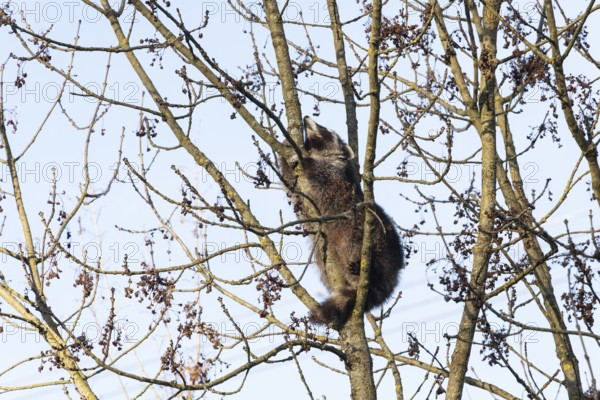 A cute raccoon sleeps relaxed on a tree between the branches and enjoys the warm winter sun. This