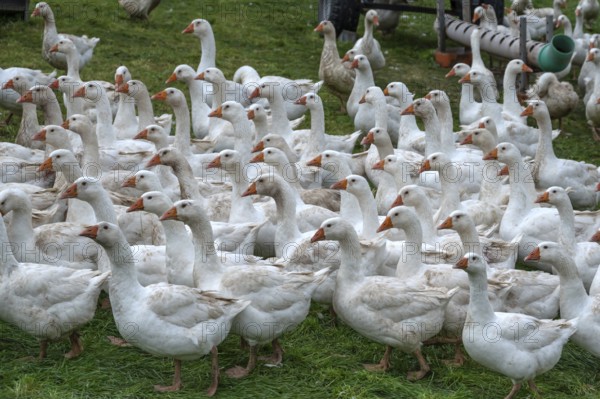 Free-range fattening geese (Anser anser domesticus) in a meadow, Bullach, Middle Franconia,