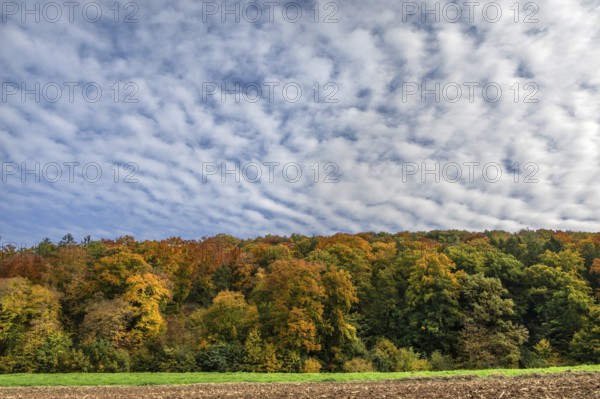 Mixed autumn forest, cloudy sky, Happurg, Middle Franconia, Bavaria, Germany