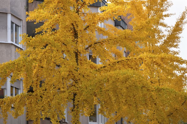 Golden yellow ginkgo trees in the city of Fürth, Middle Franconia, Bavaria, Germany