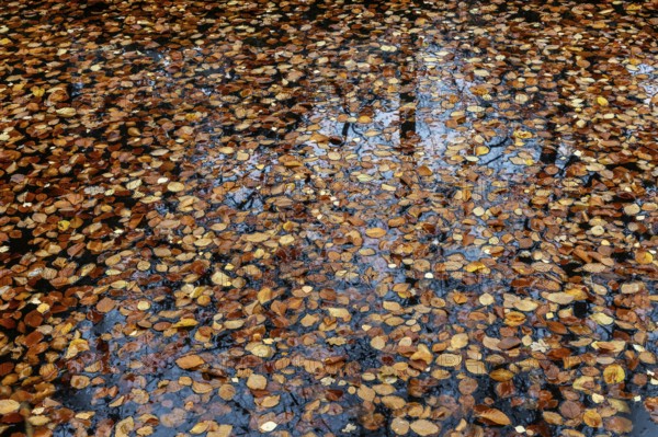 Autumn leaves, autumn-colored leaves floating on moor water, Osterwald, Zingst,