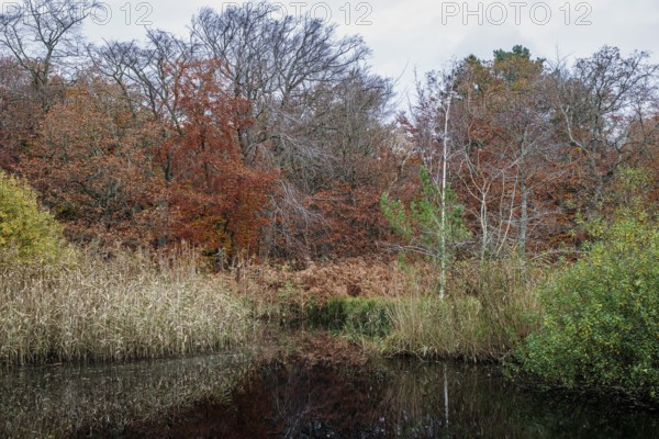Autumn forest, autumnal trees, water from a small lake in front, Osterwald, Zingst,