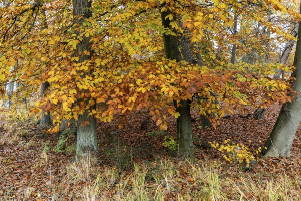 Autumn leaves, Osterwald, Zingst, Fischland-Darß-Zingst, Western Pomerania Lagoon Area National