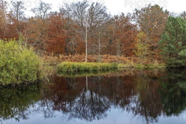 Autumn forest, autumn-colored trees reflected in the water, Osterwald, Zingst,