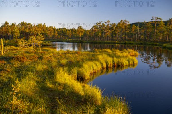 A quiet moor lake surrounded by forest and grass in the warm light of sunset, Hällefors, Örebro,