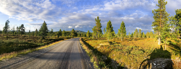 A quiet forest road under a blue sky with scattered clouds and sunlight illuminating the trees, a