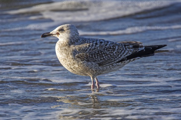 Herring Gull (Larus argentatus), on the beach, Fischland-Darß-Zingst, Baltic Sea,