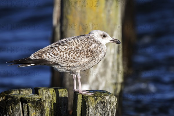 Herring Gull (Larus argentatus), sitting on a groyne, Fischland-Darß-Zingst, Baltic Sea,