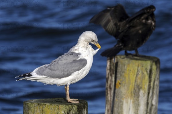 Cormorant (Phalacrocorax carbo) and gull (Larinae) sitting on groynes, Fischland-Darß-Zingst,