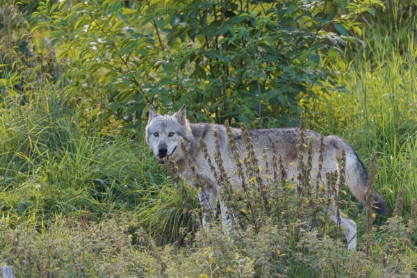 A timber wolf (Canis lupus lycaon) stands in backlight on a sunny day in dense green vegetation in