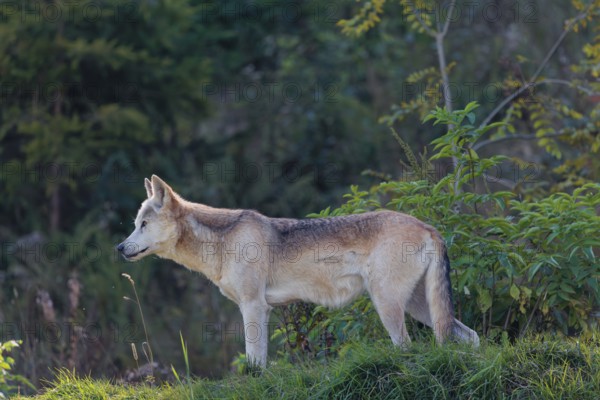 A timber wolf (Canis lupus lycaon) stands in backlight on a sunny day in green vegetation in a