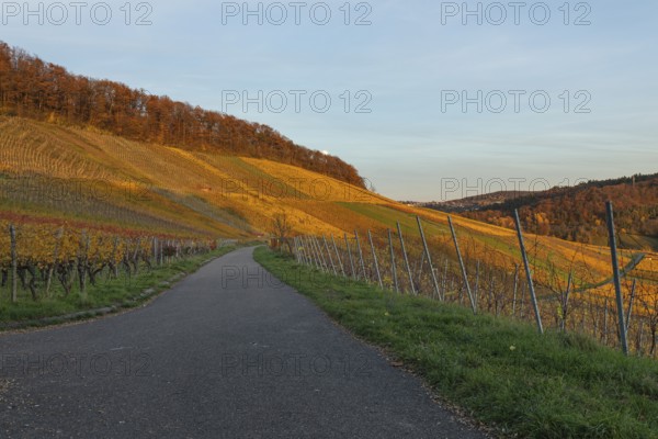 The vineyards in the Remstal near Korb in the Rems-Murr district are covered in autumn colors of