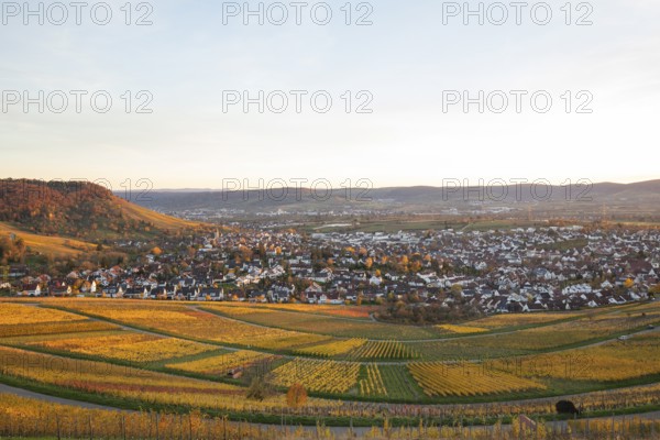 The vineyards in the Remstal near Korb in the Rems-Murr district show all their colors in autumn.