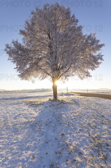 A frosty, snow-covered tree stands alone on the plateau of the Swabian Jura in Germany. The clear