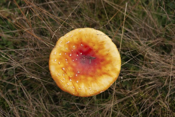 Fly agaric (Amanita muscaria), forest edge, Ter Borg, municipality of Westerwolde, province of