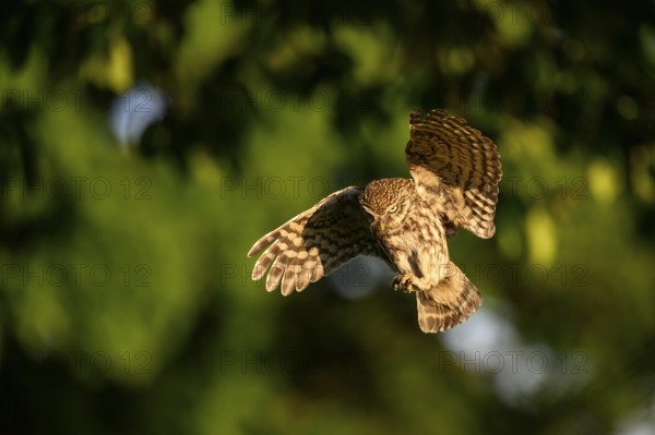 Little owl (Athene noctua), endangered species, owl, flying, Teutoburg Forest, Osnabrücker Land,
