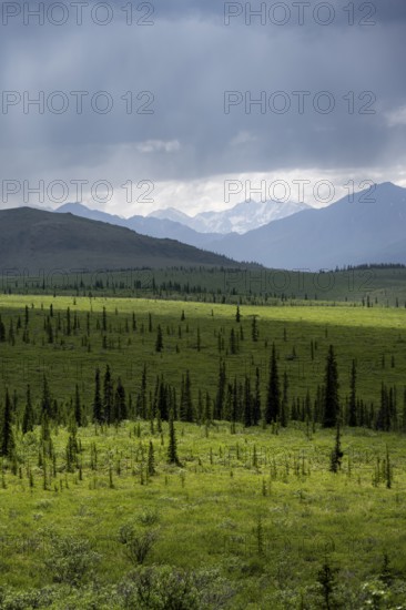 Taiga and tundra, mountain landscape of the Alaska Range with dramatic cloudy sky, Denali National