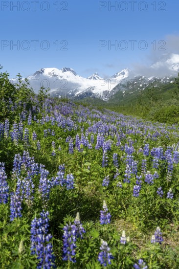 Picturesque landscape on the Richardson Highway, blooming Alaskan lupines (Lupinus nootkatensis),