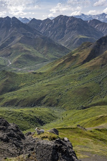 Dall sheep or Alaskan snow sheep (Ovis dalli) between rocks, mountain landscape, Denali National