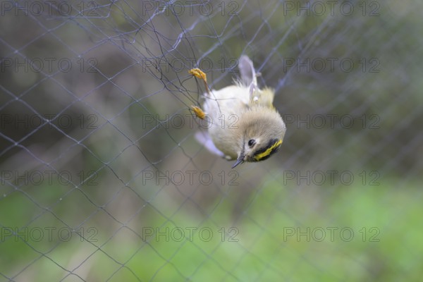 A goldcrest (Regulus regulus) hanging in a net, Japanese net, surrounded by blurred greenery, bird