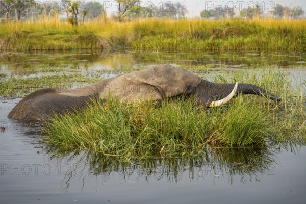 African elephant (Loxodonta africana) swimming in the swamp, grazing, Xakanaxa Lagoon, Okavango