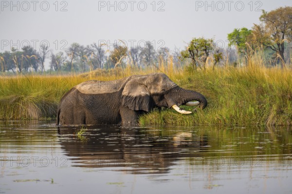 African elephant (Loxodonta africana) grazing in the swamp, Xakanaxa Lagoon, Okavango Delta, Moremi