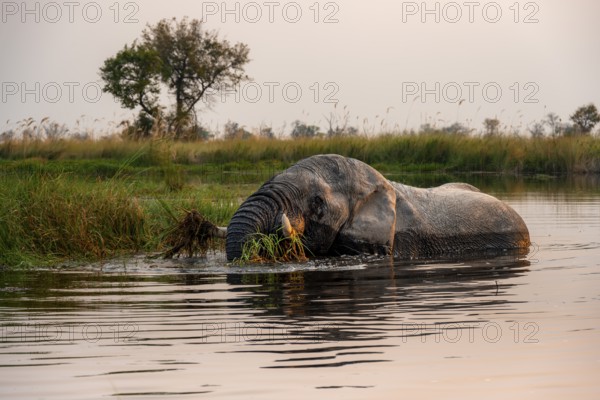 African elephant (Loxodonta africana) in the swamp, grazing, in the evening light, Xakanaxa Lagoon,