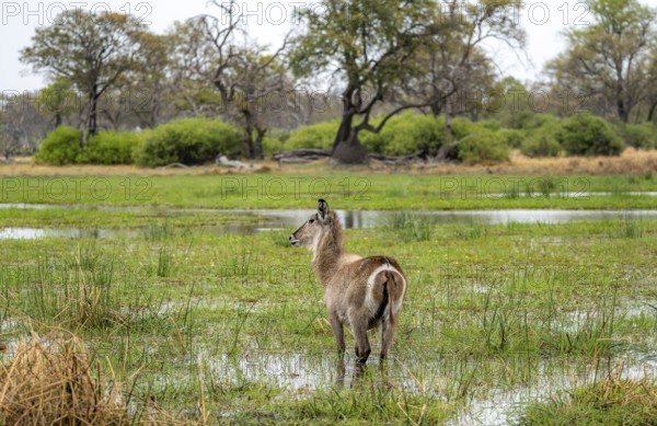 Elliptic waterbuck (Kobus ellipsipiprymnus), standing in shallow water, Okavango Delta, Moremi Game