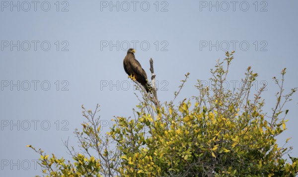 Black Kite (Milvus migrans) sitting on a branch against a blue sky, Xakanaxa, Okavango Delta,
