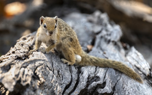Ochre-footed bush squirrel (Paraxerus cepapi) on a branch, Xakanaxa, Okavango Delta, Moremi Game