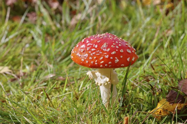 Red fly agaric (Amanita muscaria), fruiting body, in a meadow, close-up, Wilnsdorf, North