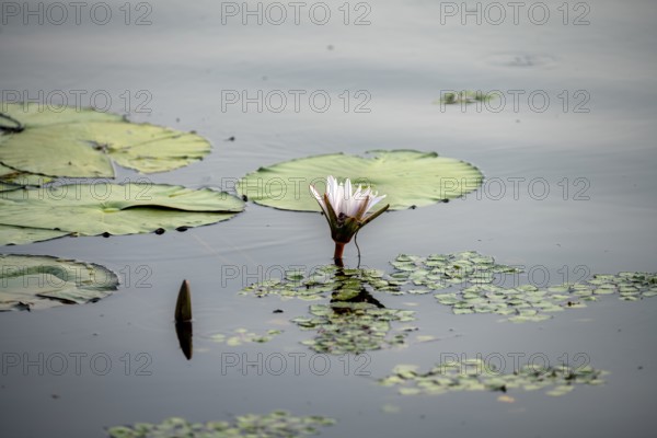 Flowering water lily (Nymphaea) in the water, Xakanaxa Lagoon, Okavango Delta, Moremi Game Reserve,