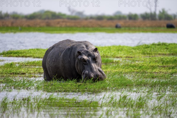 Hippopotamus (Hippopatamus amphibius), grazing in the shallow water of a lake, Okavango Delta,