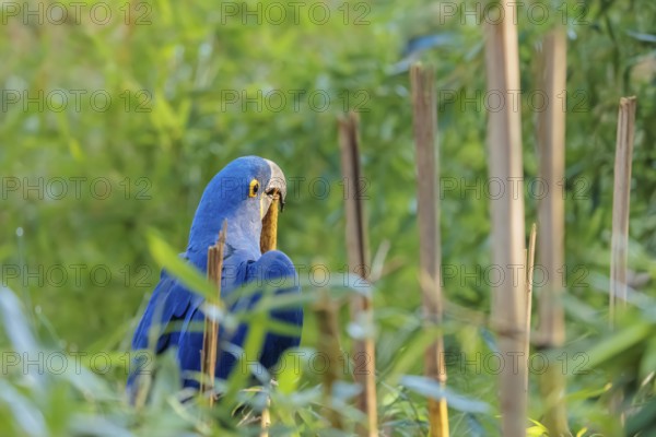 A hyacinth macaw (Anodorhynchus hyacinthinus) sits in dense green vegetation and nibbles on dry