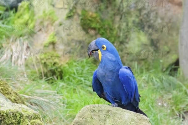 A hyacinth macaw (Anodorhynchus hyacinthinus) sits on a rock lying on a green meadow. Central and