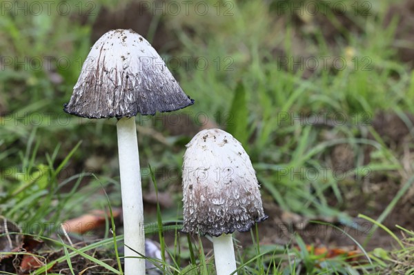 Crested tintling (Coprinus comatus), at the edge of the forest, fruiting body with cap, close-up,
