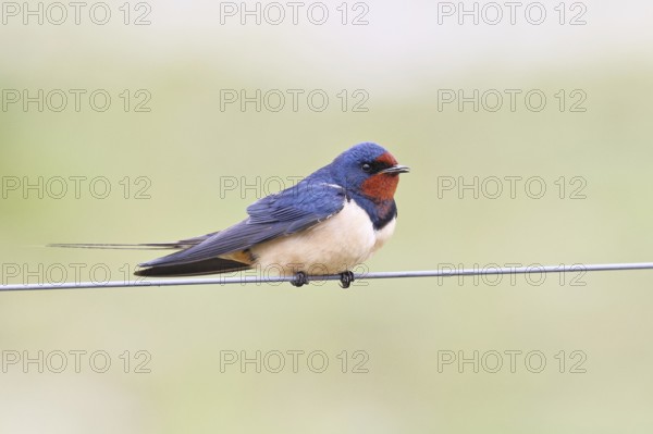 Barn Swallow (Hirundo rustica) sitting on a pasture fence, wildlife, animals, birds, swallows,