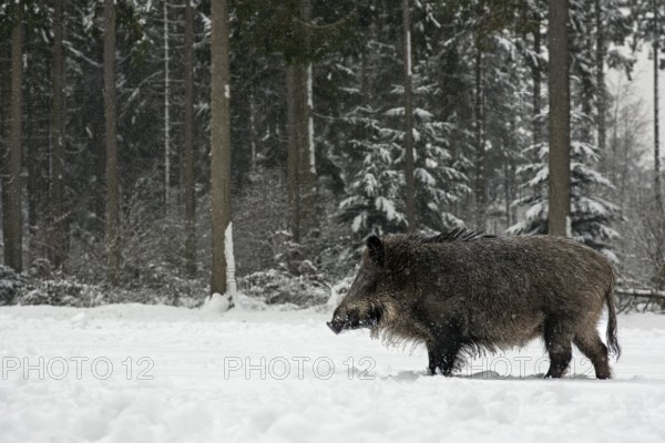 While it is snowing, a wild boar (Sus scrofa) searches for food in a snow-covered forest meadow,